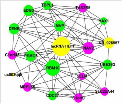  CNC（coding-noncoding gene co-expression）分析
